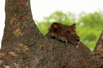 Wilde Löwen in Afrika Uganda auf dem Baum