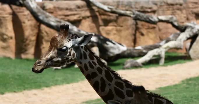 African Giraffes Ruminate