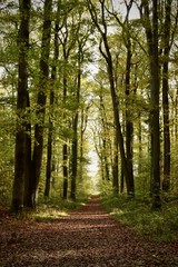 Chemin forestier