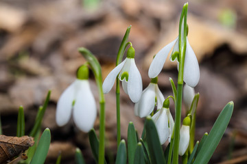 Fototapeta premium Spring snowdrop flowers blooming in sunny day