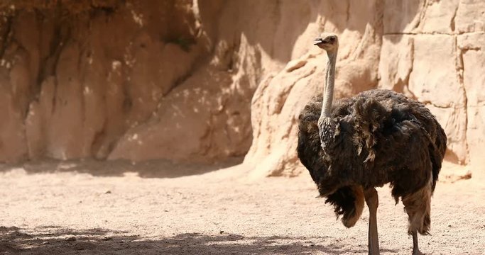 Ostrich walking on savane