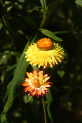 Xerochrysum bracteatum, commonly known as the golden everlasting or strawflower. 'Strawburst yellow', showing yellow bracts and orange central disc on dark background.