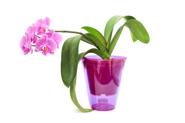 orchid plant in purple plastic pot isolated on white background