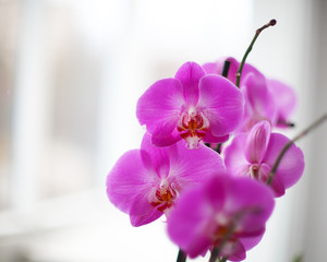 Naklejka na ściany i meble Lilac orchid on the window with snow