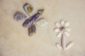 butterfly and flower