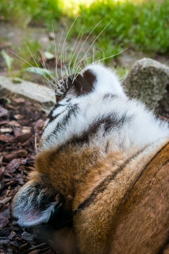 Gros plan sur le Tigre de Sib&eacute;rie dans un parc zoologique