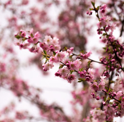 Fototapeta na wymiar sakura branch in spring 