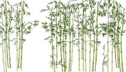 Light bamboo grove. Bamboo forest
 - obrazy, fototapety, plakaty