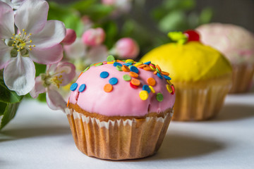 Cupcakes with blossoming apple branches, copy space