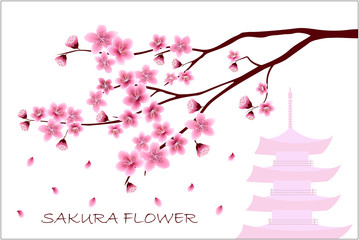 Sakura flowers vector illustration. 
