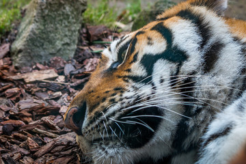 Gros plan sur le Tigre de Sibérie dans un parc zoologique