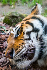 Gros plan sur le Tigre de Sibérie dans un parc zoologique