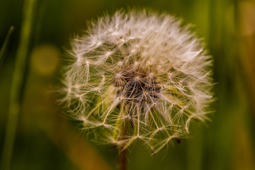 dandelion in the garden in the summer closeup