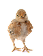 Obraz premium Barbu d'Anvers chick