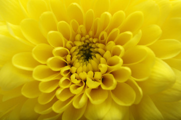 Macro of yellow flower aster