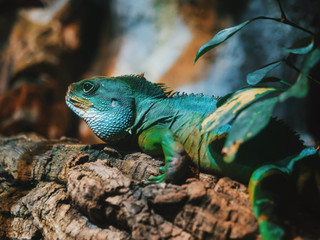 Close-up of Reptile, Young Green Iguana in terrarium sitting on wood branch