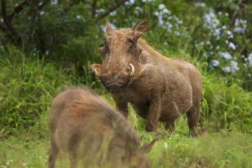 Warthog, Phacochoerus africanus, Addo Elephant Park, South Africa