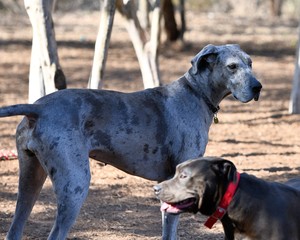 Great Danes Dominating the Dog Park