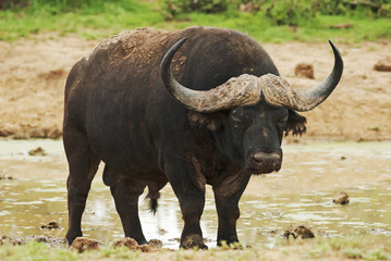 Cape Buffalo, Syncerus caffer, male, South Africa