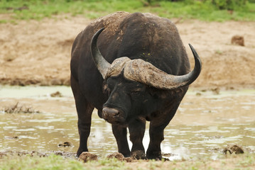 Fototapeta premium Cape Buffalo, Syncerus caffer, male, South Africa