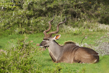 Naklejka na ściany i meble Greater Kudu, Tragelaphus strepsiceros, adult male, antelope, Addo Elephant Park, South Africa