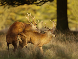 Red deer stags during the rutting season