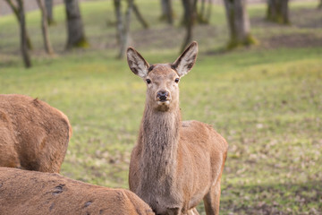 Reh im Wald schaut in die Kamera