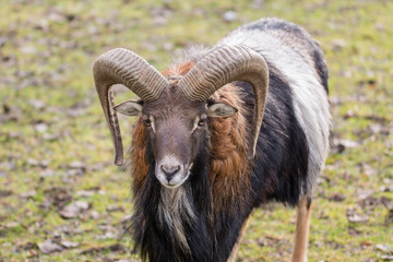 Naklejka premium Mufflon Muffelwild Bock