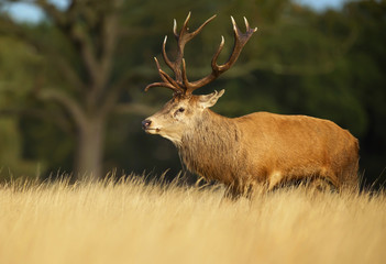 Naklejka na ściany i meble Red deer stag in autumn