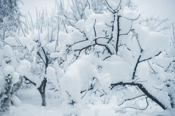 Winter snowfall in the village. Snowy collapse
