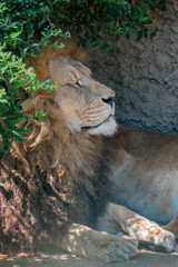 Gros plan sur le Lion dans un parc zoologique