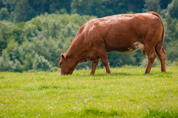 Red poll cow grazing in green pasture