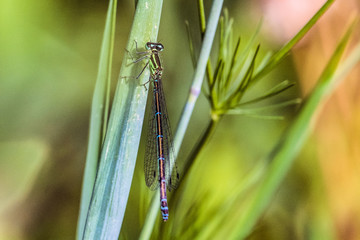 Beautiful green-azure dragonfly Arrow Southern (Coenagrion mercuriale). Damselfly Coenagrionidae insect on a green grass blade. Selective focus.