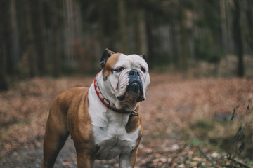 Englische Bulldogge in der Natur im Wald