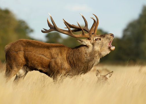 Red deer stag roaring near a hind during the rut
