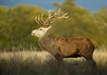 Close up of a red deer stag standing in the meadow