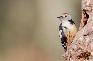 Middle spotted woodpecker (Dendrocopos medius)