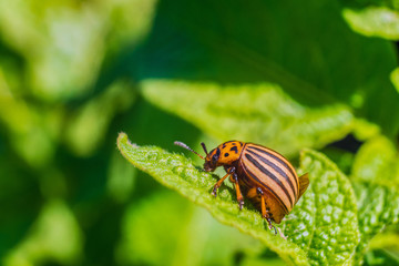 Fototapeta na wymiar Colorado beetle eats green potato leaf. Garden insect pest. Natural green gardening background with selective focus.