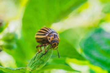 Potato beetle eats green leaf close-up. Garden insect pest. Natural green gardening background with selective focus.