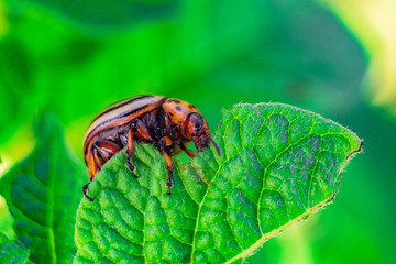 Colorado potato beetle eats green potato leaf close-up. Garden insect pest. Vegetable stub. Natural green gardening background with selective focus.