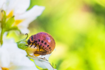 Red larva of colorado potato beetle  eats white potato flower. Garden insect pest close-up. Vegetable stub. Natural gardening background with selective focus and copy space.
