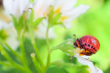 Red larva of colorado potato beetle  eats white potato flower. Garden insect pest close-up. Vegetable stub. Bright natural gardening background with selective focus.
