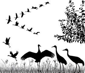 Silhouettes of the flying cranes in flock