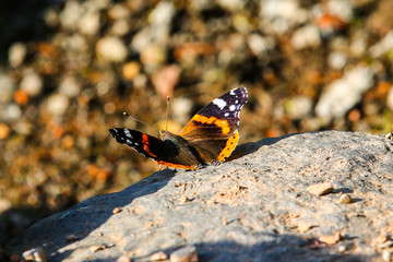 Papillon sur un rocher au soleil