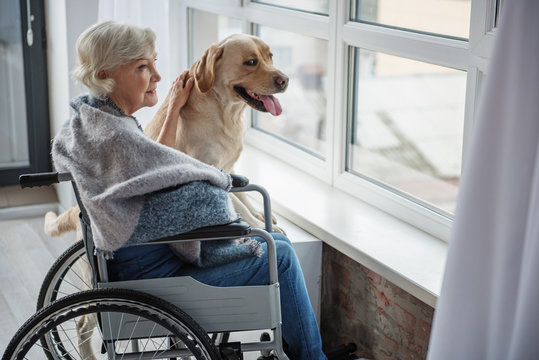 Delighted senior woman sitting in invalid chair in front of window. She is looking outside with serene smile and stroking the hound. Pooch is standing near old lady