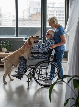 Tranquil pensioners looking at their hound. Pooch is leaning on the knees of senior man while he is sitting in wheelchair and embracing the hound. Mature wife is standing behind her man