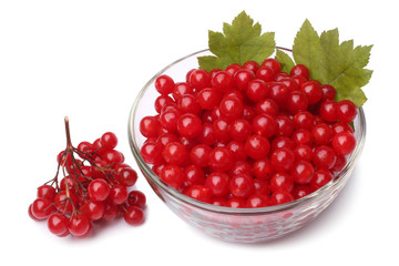 Red berries of viburnum in glass bowl
