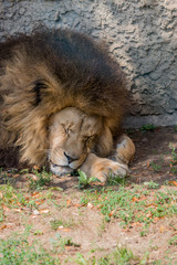Gros plan sur le Lion dans un parc zoologique
