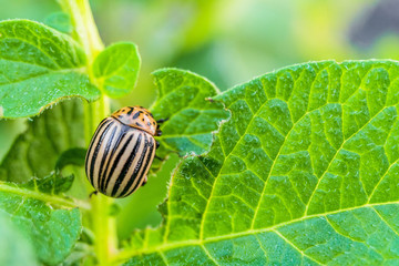 Colorado potato beetle eats green potato leaves. Garden insect pest. Vegetable stubs. Natural gardening background with selective focus.