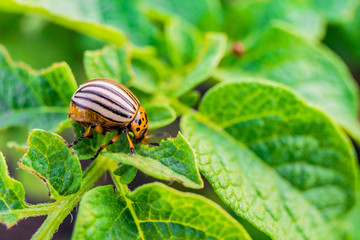 Colorado beetle eats green potato leaves. Garden insect pest. Vegetable stubs. Natural gardening background with selective focus.
